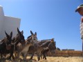 Folegandros - Ano Meria