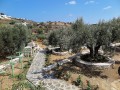 Sifnos - Apollonia - Rose Home