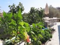 Sifnos - Apollonia - Rose Home