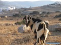 Koufonissia en un clin d'oeil