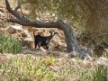 Sifnos en un clin d'oeil